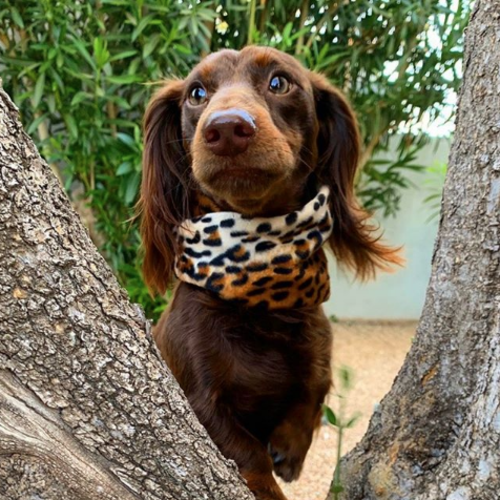Matching Chelsea Dog and Mom Scarfs