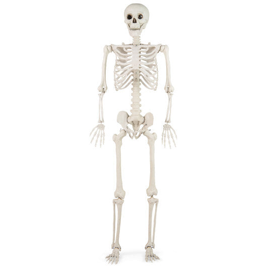 5.4 FT Halloween Skeleton Decoration Life Size Large Skeleton